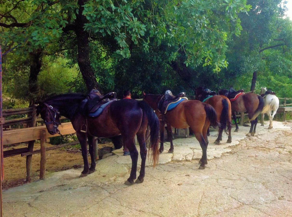 بيت شباب La Dimora Degli Etruschi Civitella Cesi المظهر الخارجي الصورة